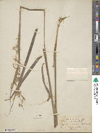 Sorghastrum nutans image