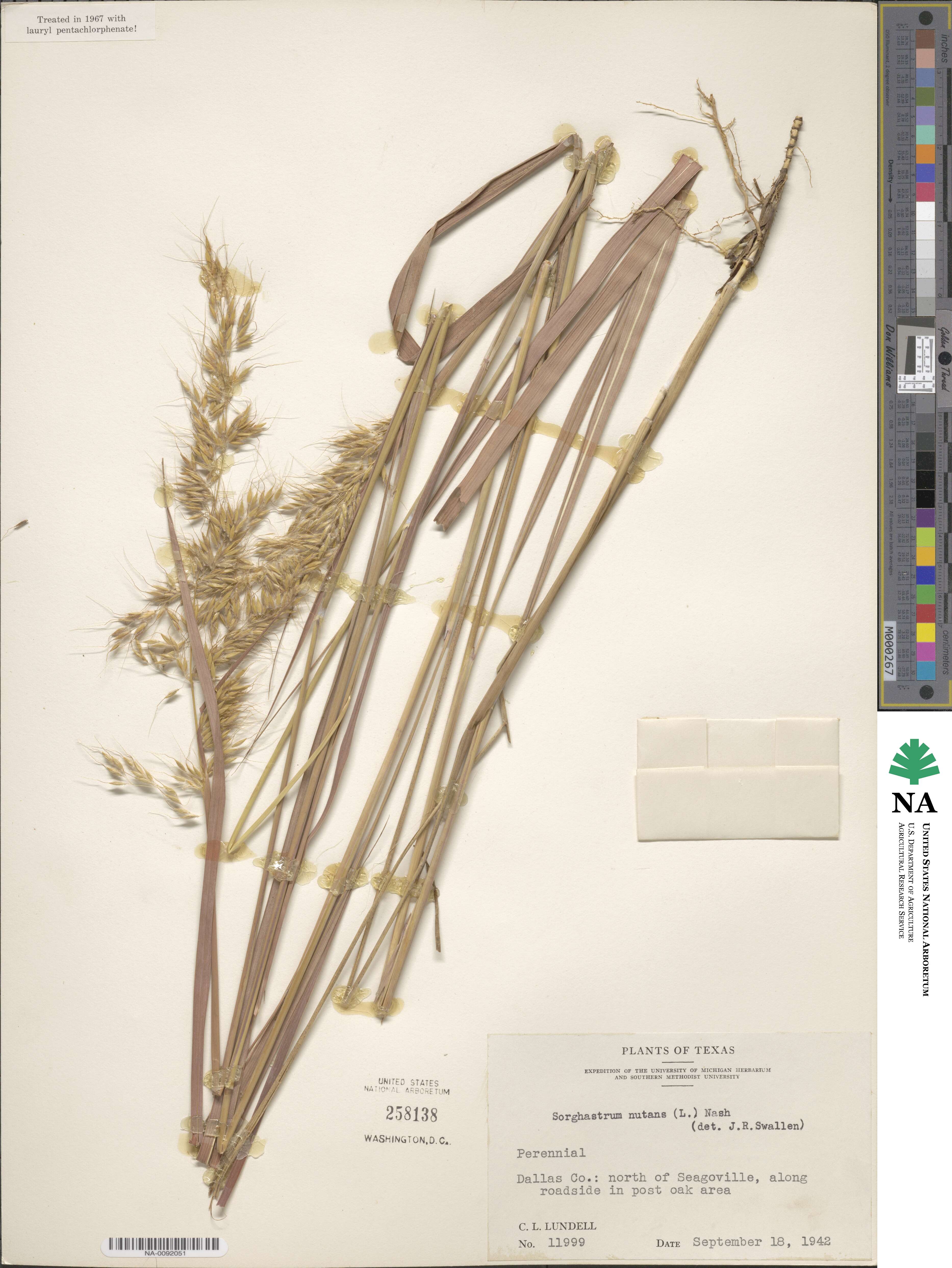 Sorghastrum nutans image