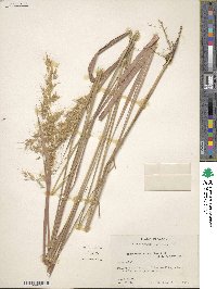 Sorghastrum nutans image