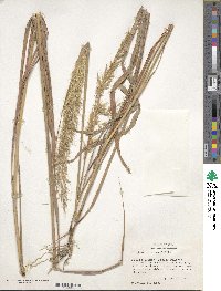 Sorghastrum nutans image