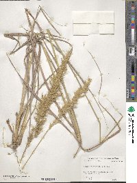 Sorghastrum nutans image