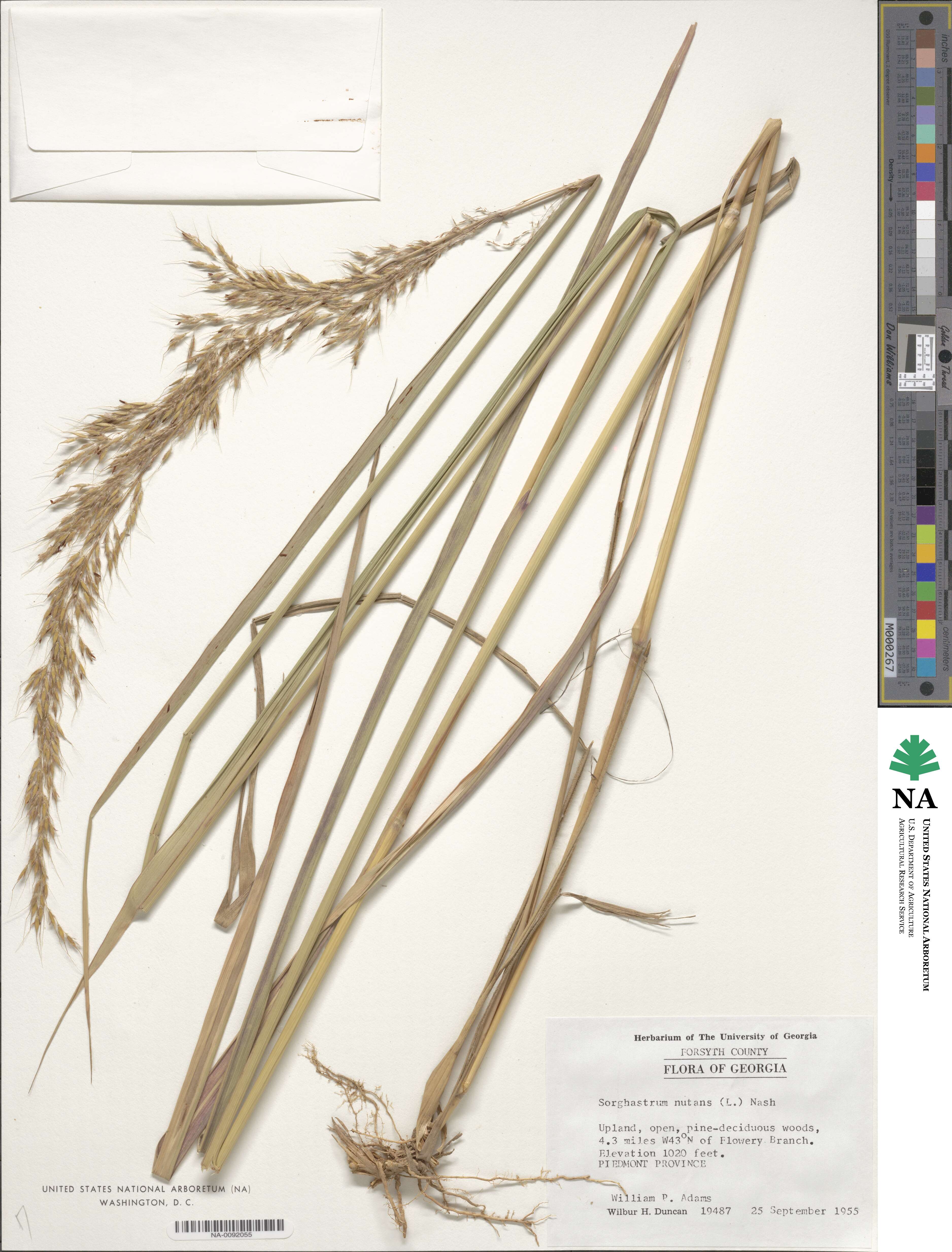 Sorghastrum nutans image