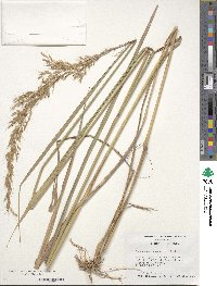 Sorghastrum nutans image