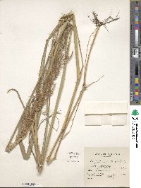 Sorghastrum nutans image