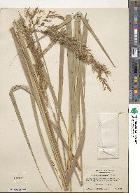 Sorghastrum nutans image