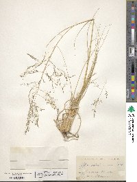 Sporobolus airoides image