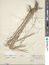 Sporobolus compositus image