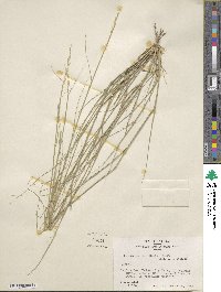 Sporobolus compositus image