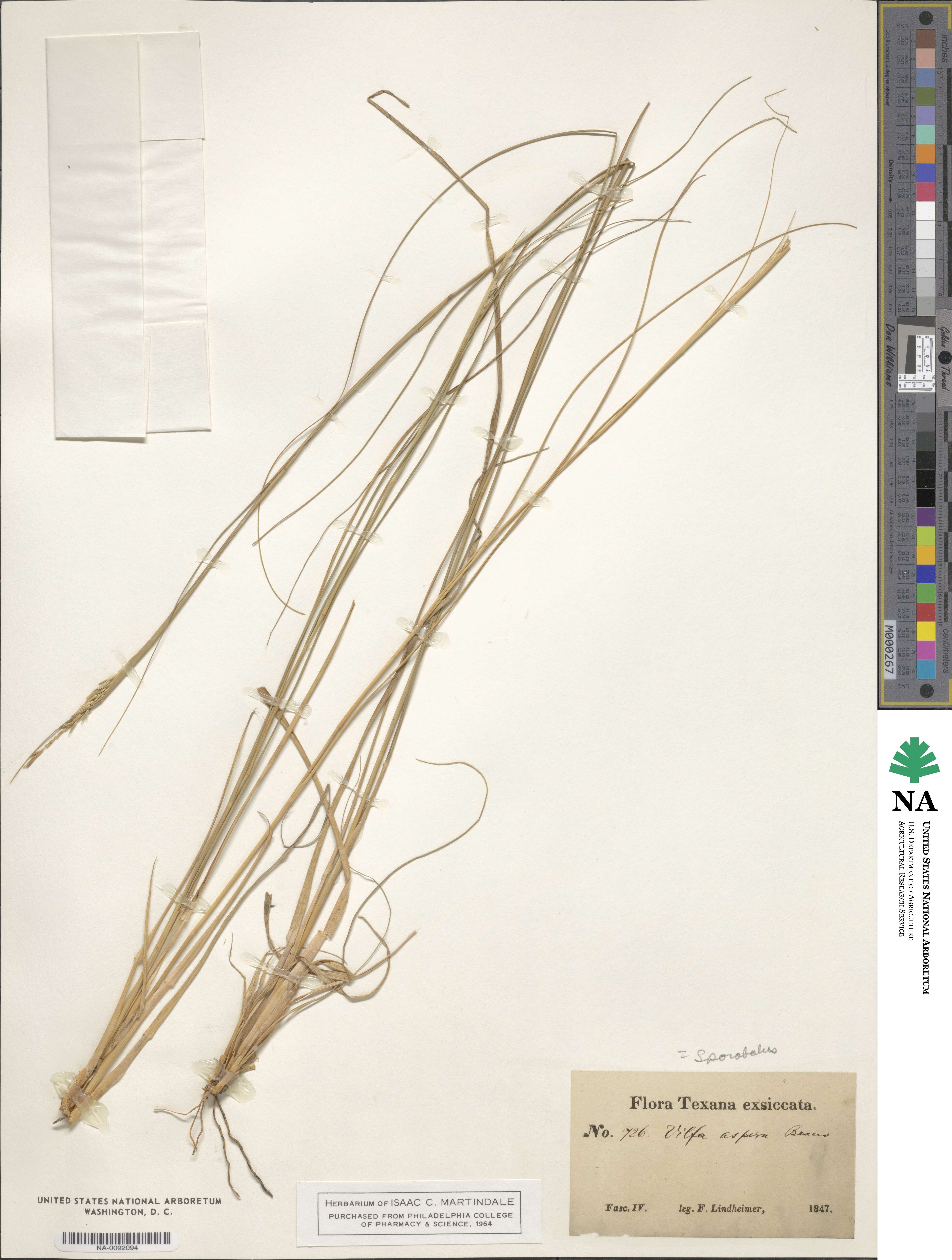 Sporobolus compositus image
