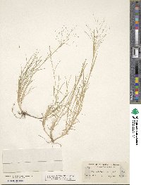 Muhlenbergia asperifolia image