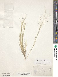 Muhlenbergia asperifolia image