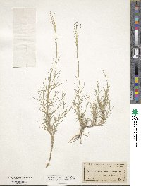 Muhlenbergia asperifolia image