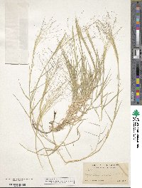 Muhlenbergia asperifolia image