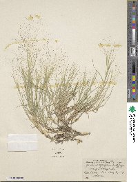 Muhlenbergia asperifolia image