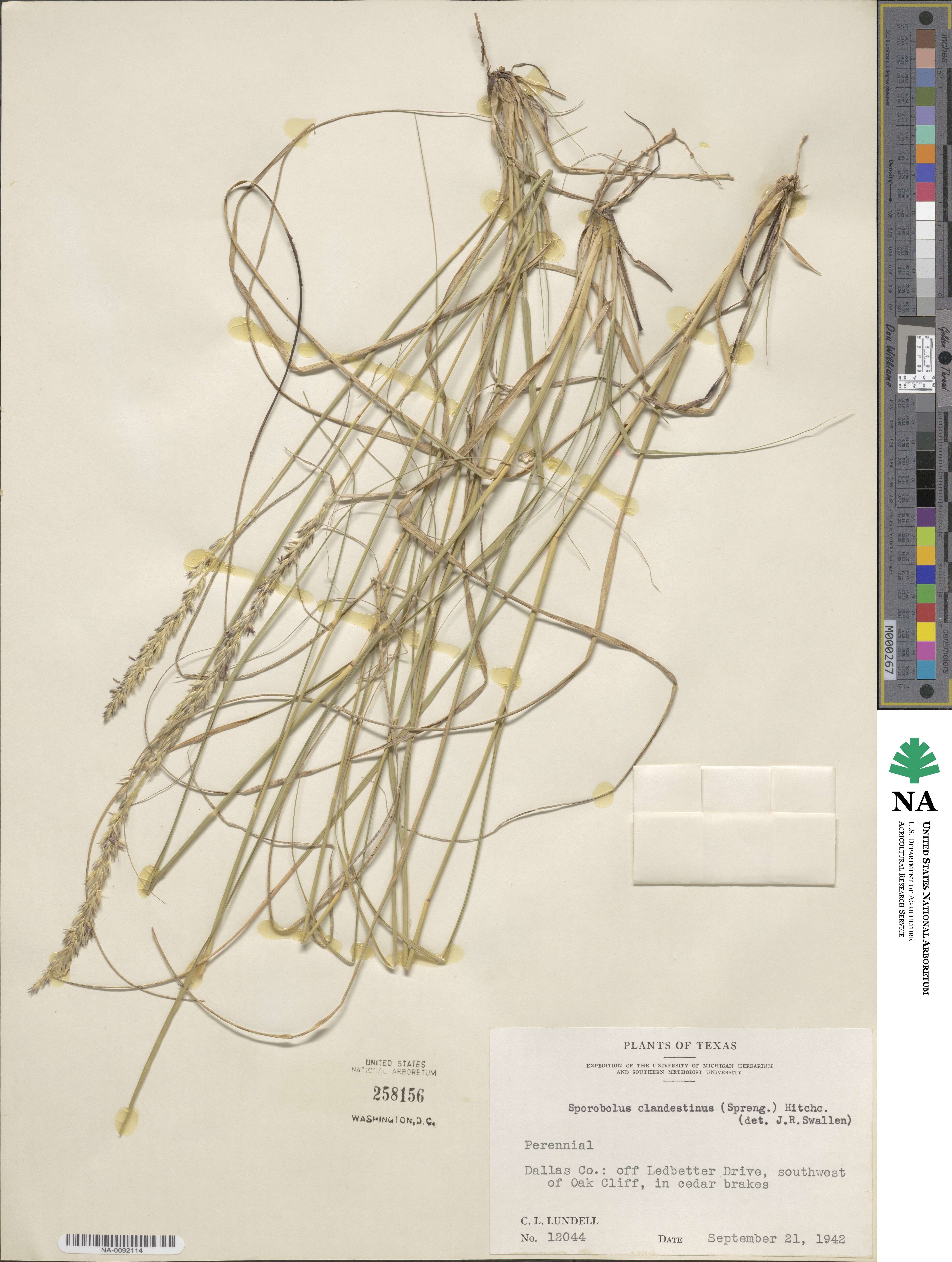Sporobolus clandestinus image