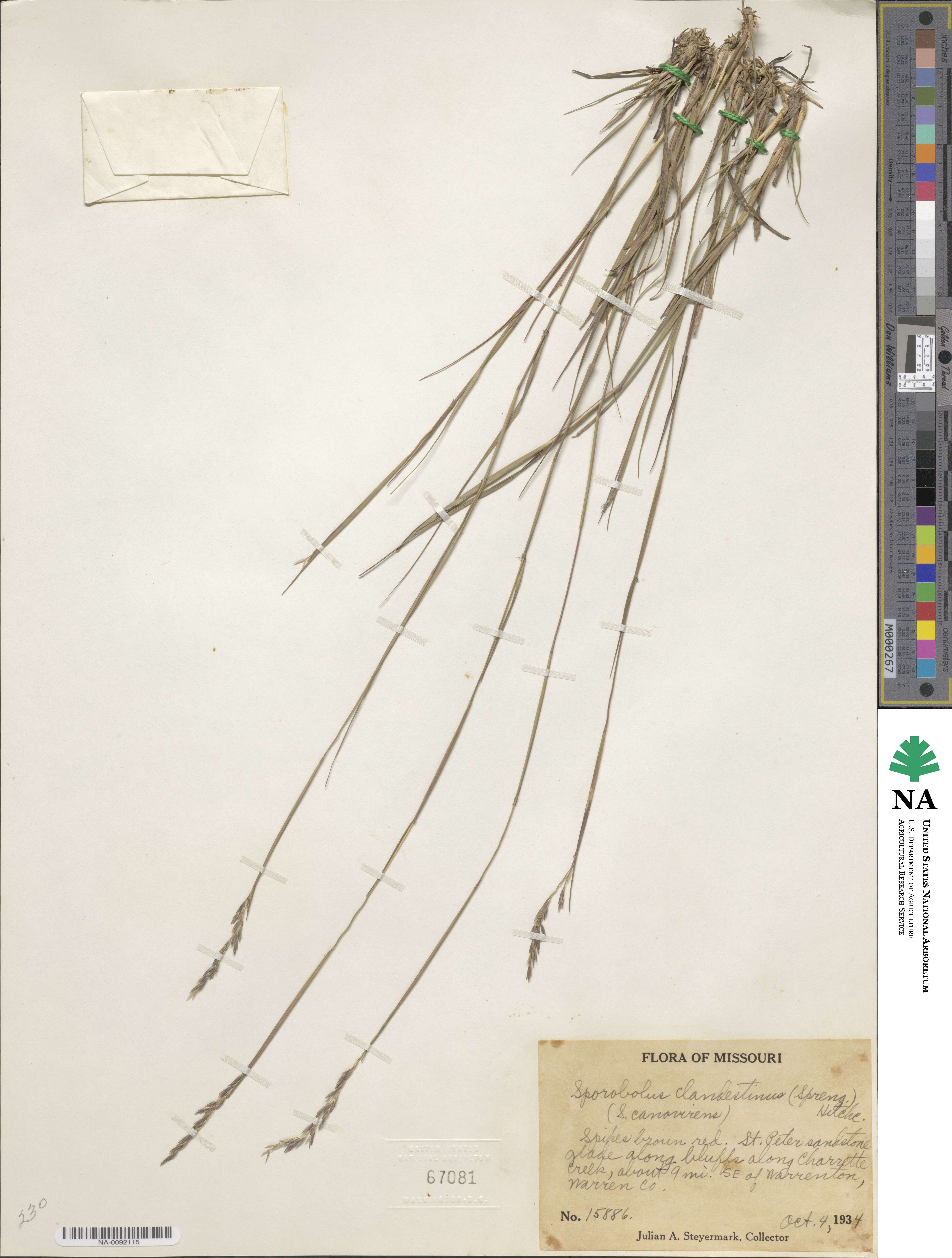 Sporobolus clandestinus image