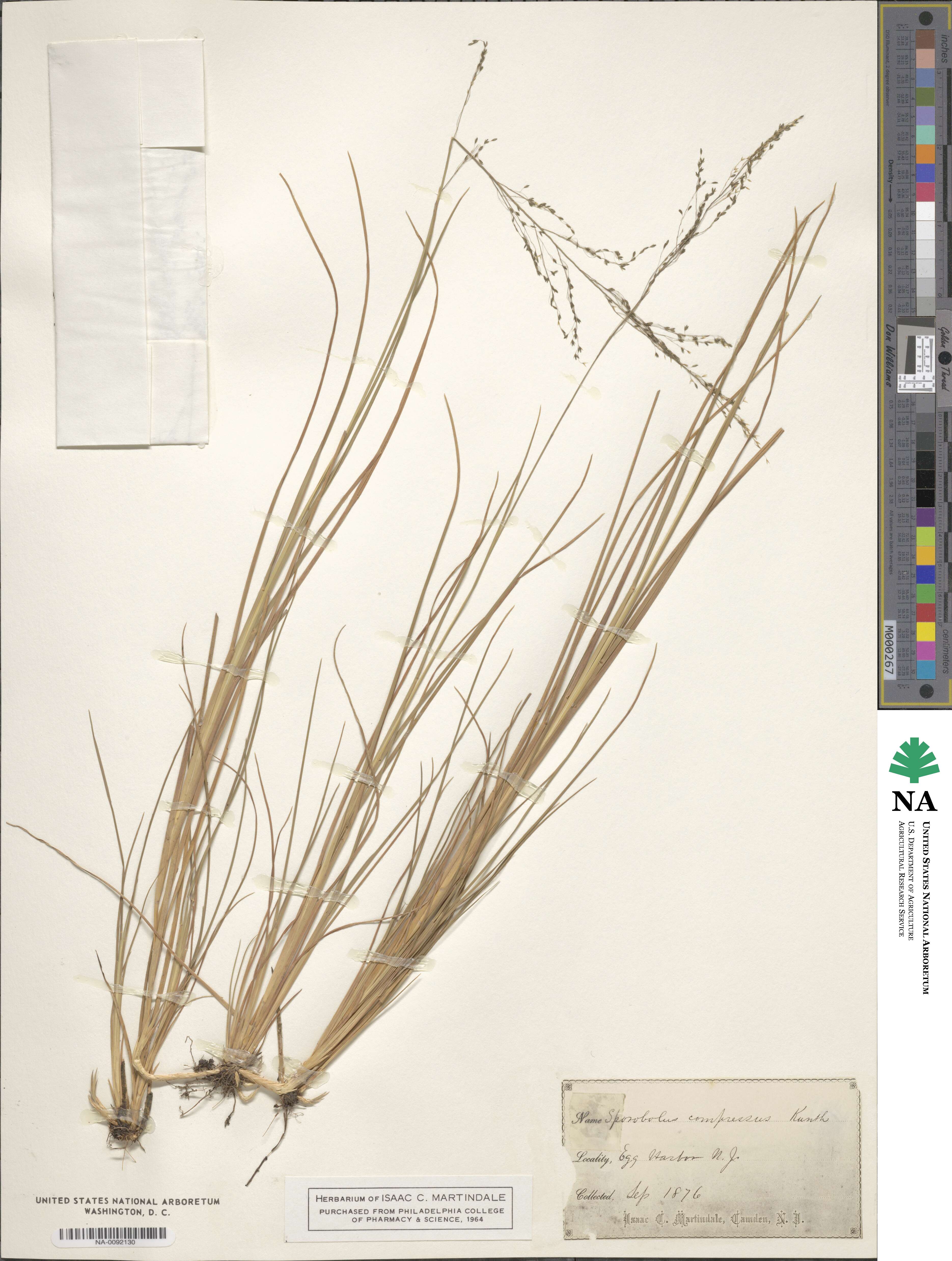 Muhlenbergia torreyana image