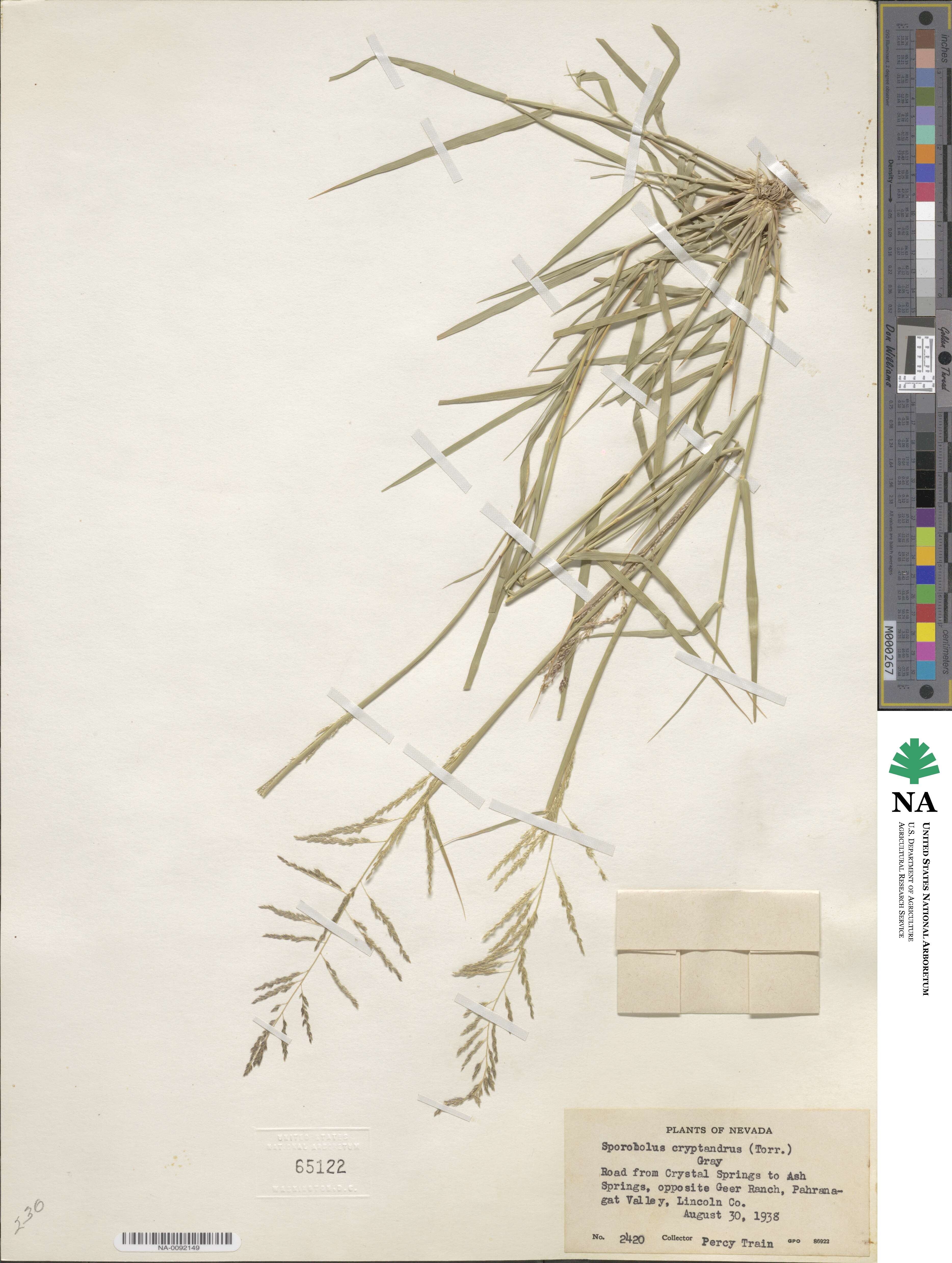 Sporobolus image
