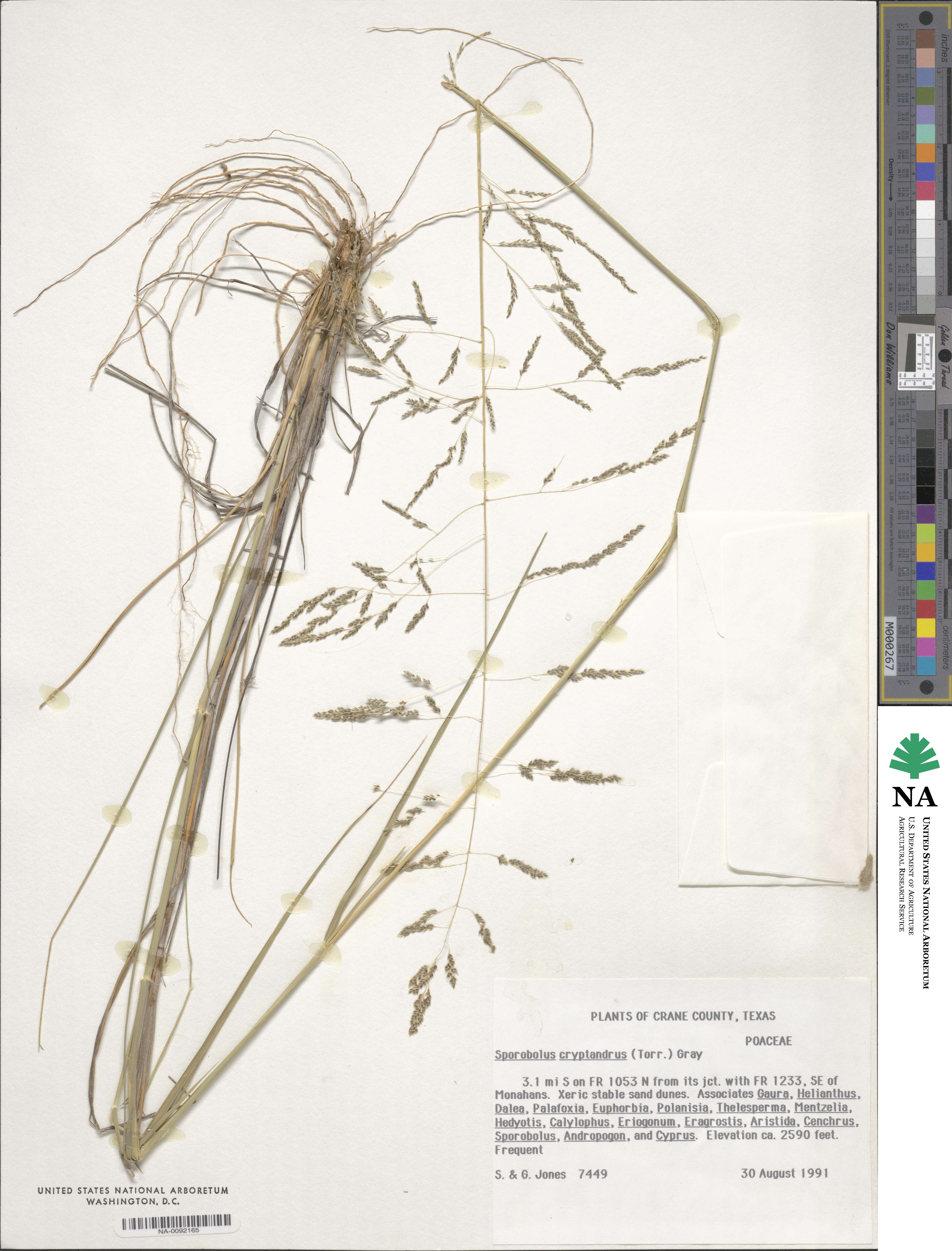 Sporobolus image