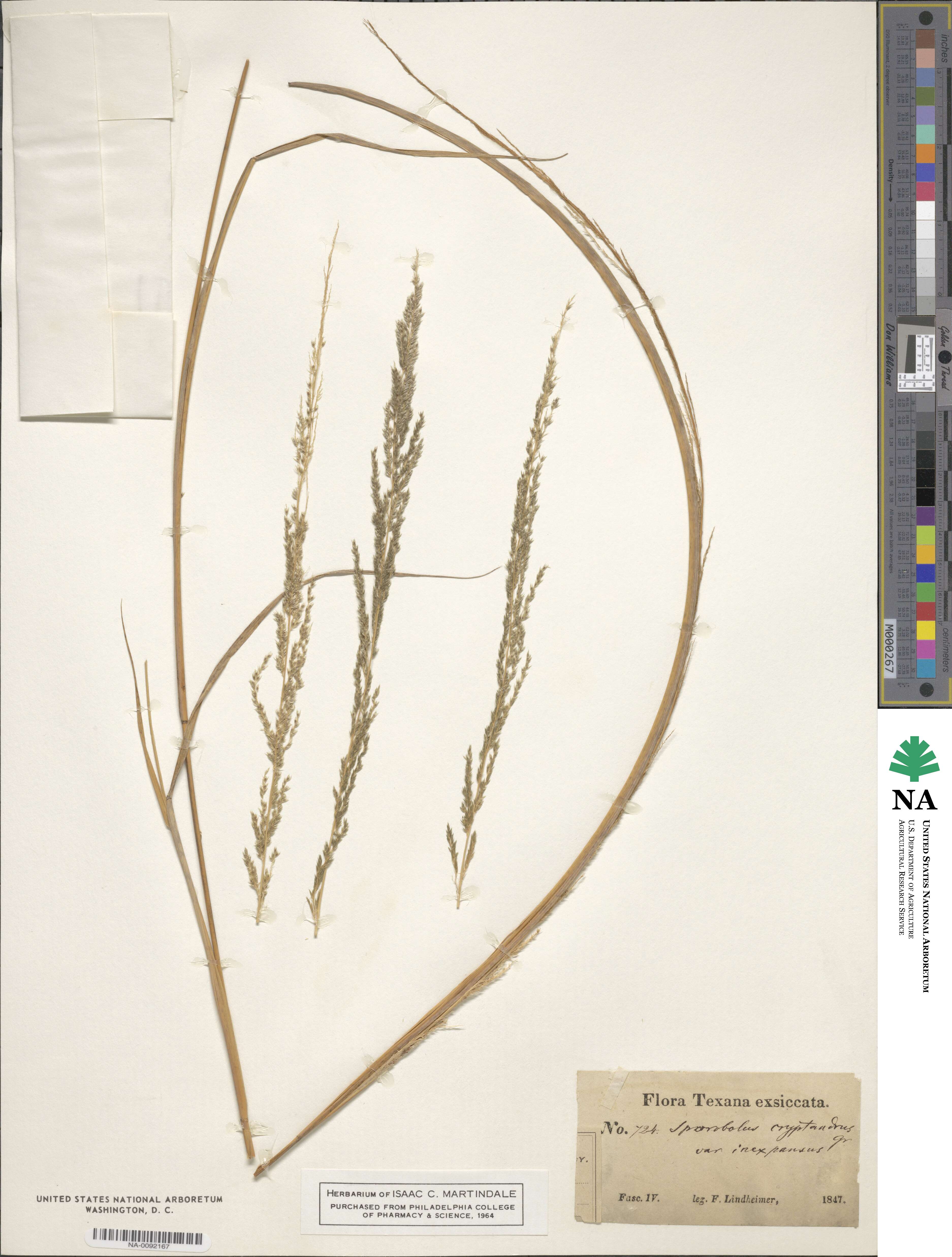 Sporobolus cryptandrus image