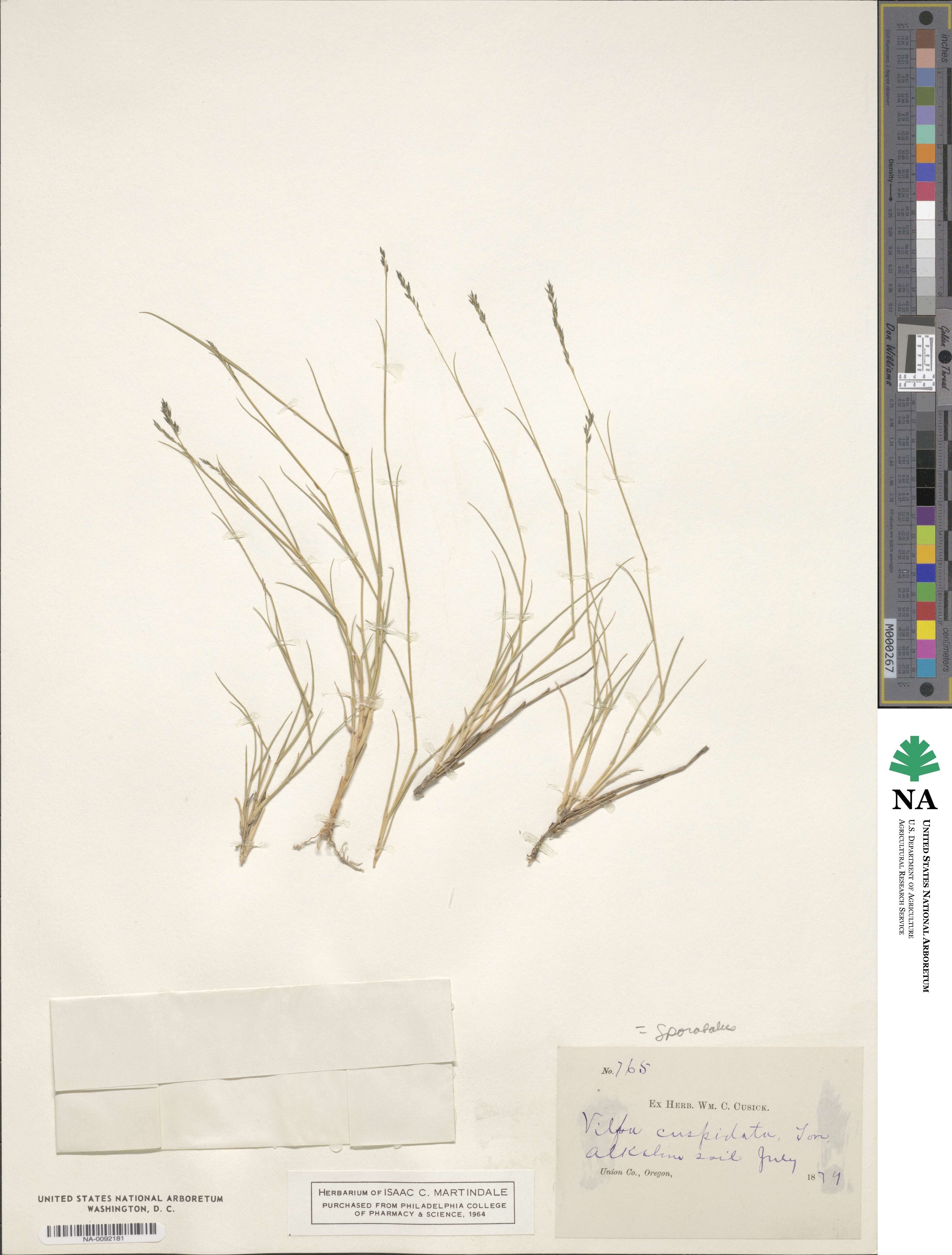 Muhlenbergia cuspidata image