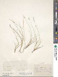 Muhlenbergia cuspidata image