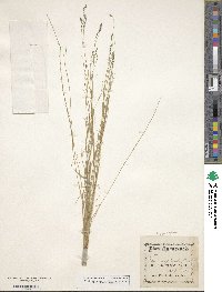 Muhlenbergia cuspidata image