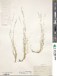 Muhlenbergia cuspidata image