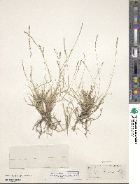 Muhlenbergia cuspidata image