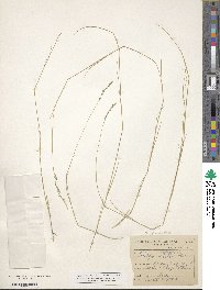 Muhlenbergia richardsonis image