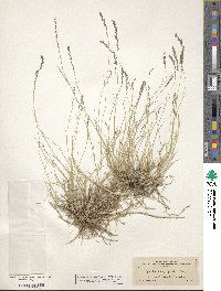 Muhlenbergia richardsonis image