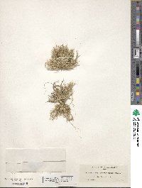 Muhlenbergia richardsonis image