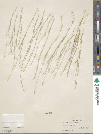 Muhlenbergia richardsonis image