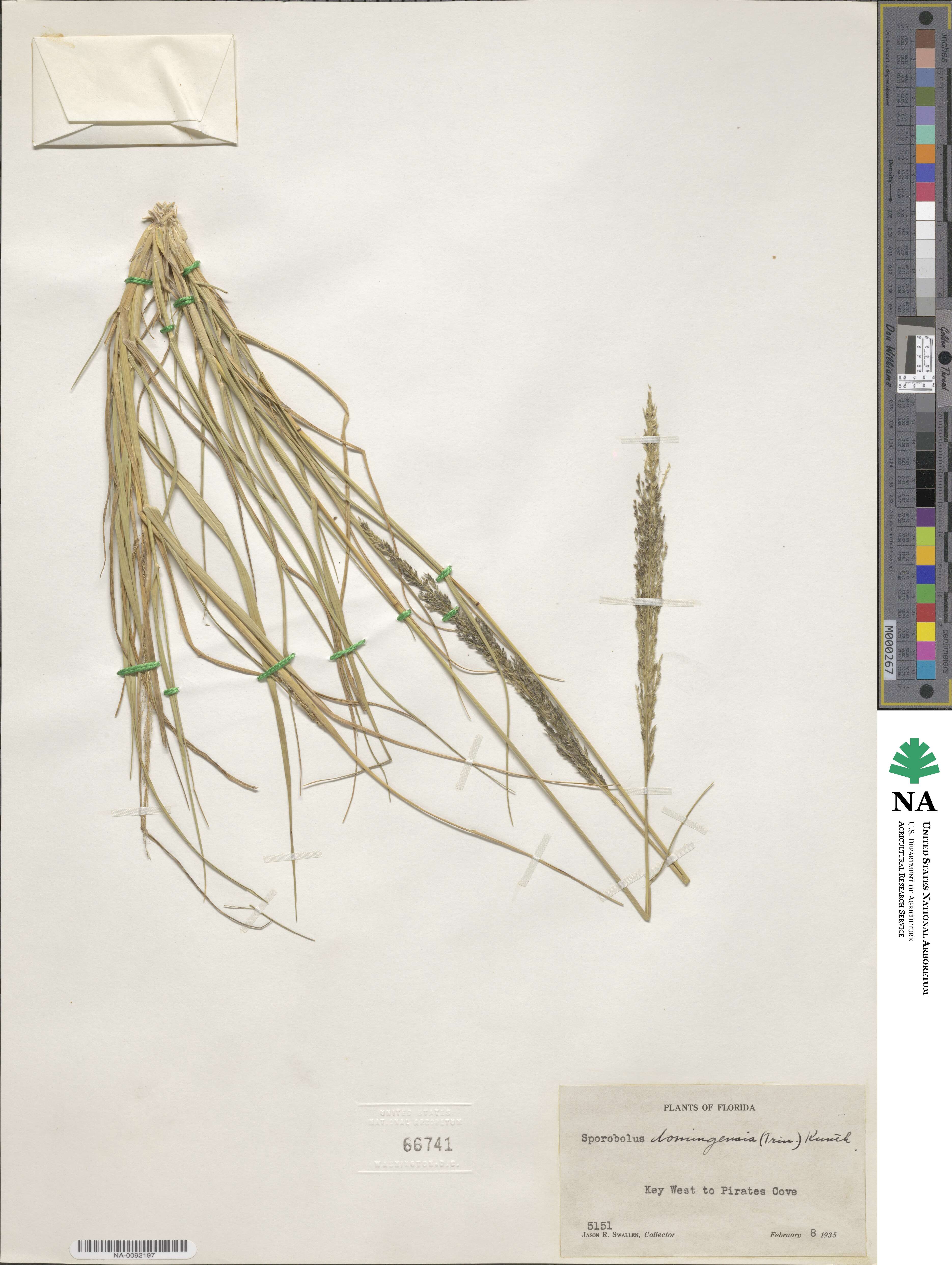 Sporobolus domingensis image