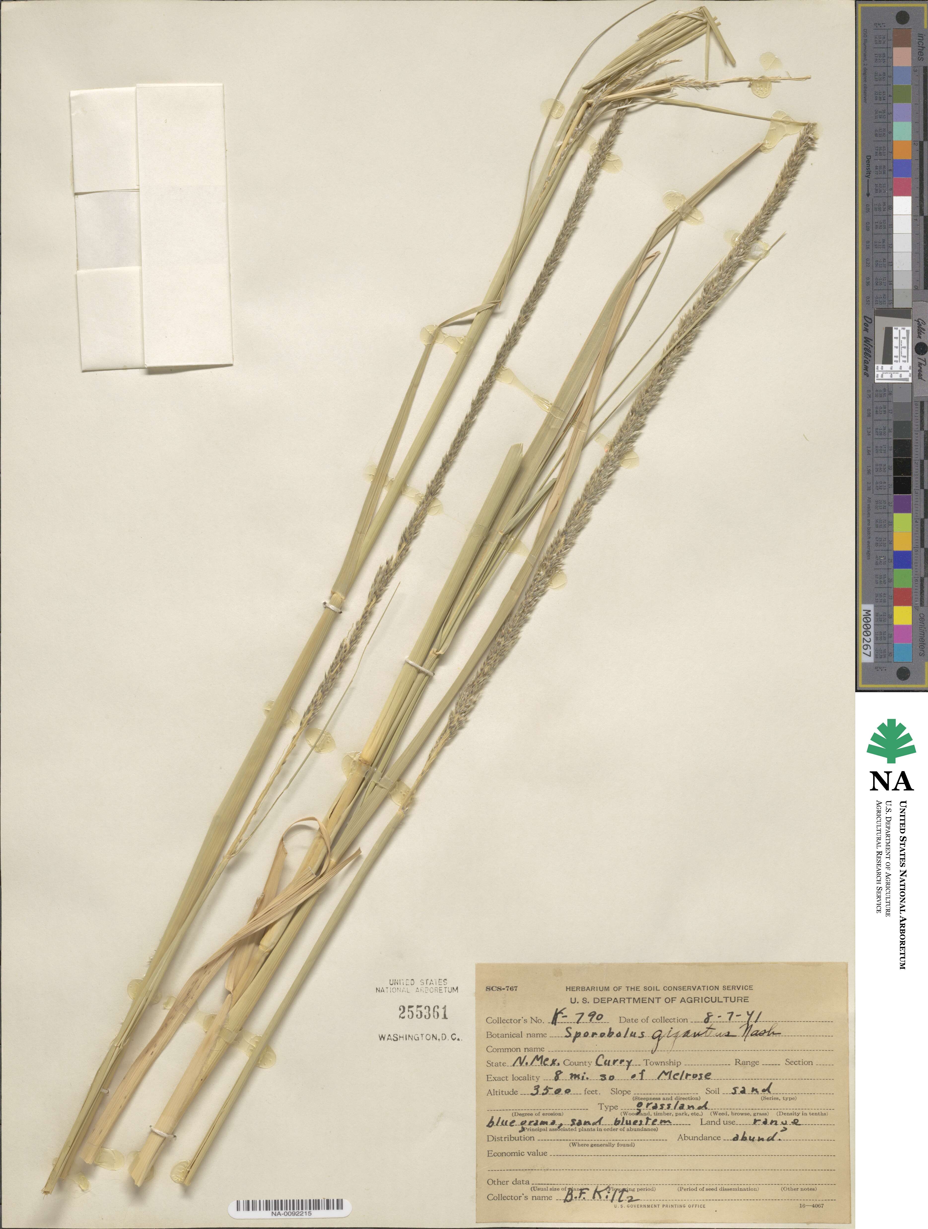 Sporobolus giganteus image