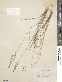 Sporobolus junceus image