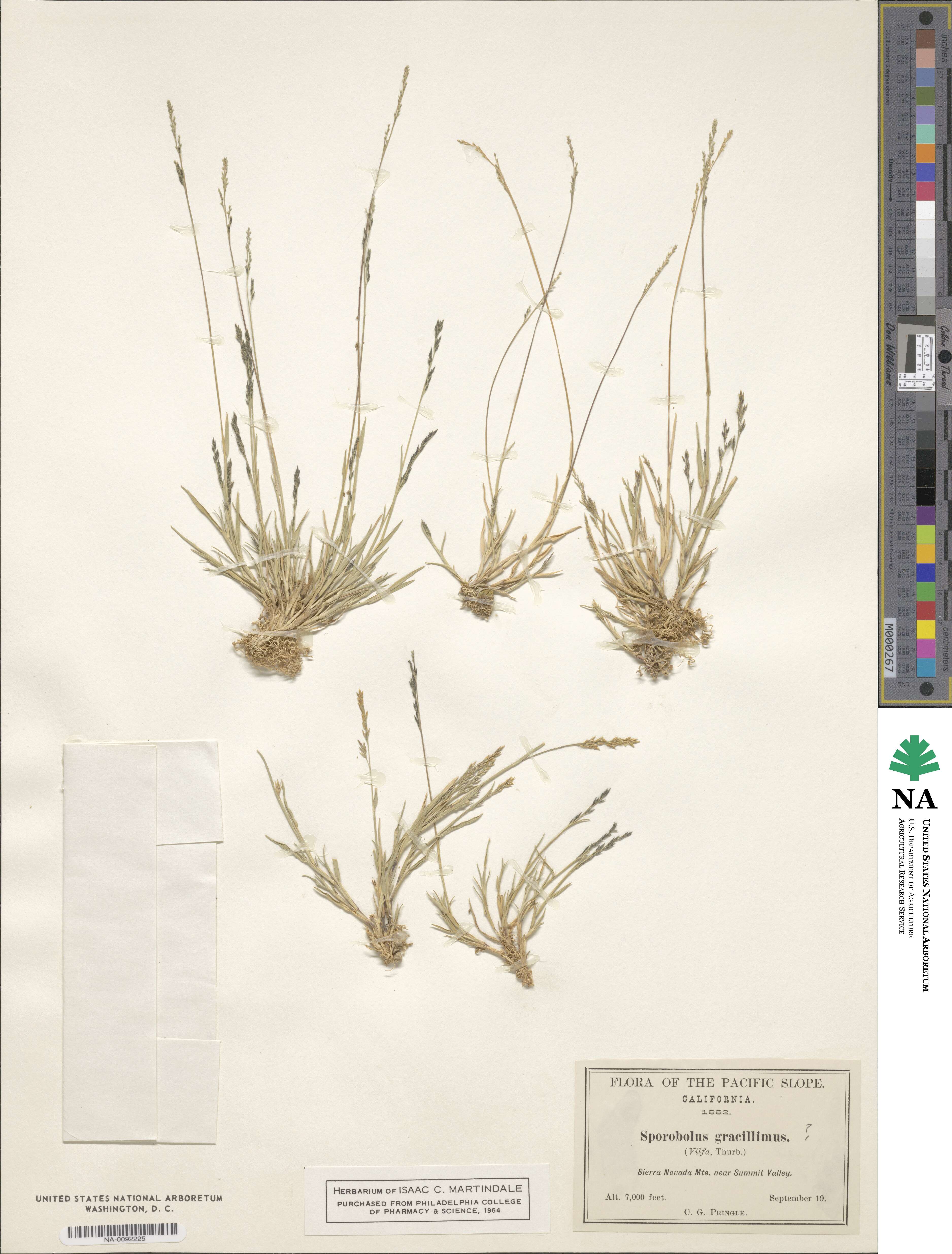 Muhlenbergia filiformis image