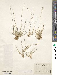 Muhlenbergia filiformis image