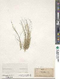 Muhlenbergia filiformis image