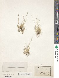 Muhlenbergia filiformis image