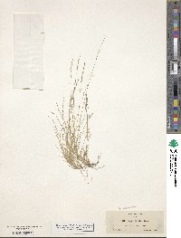 Muhlenbergia filiformis image