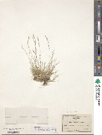 Muhlenbergia filiformis image