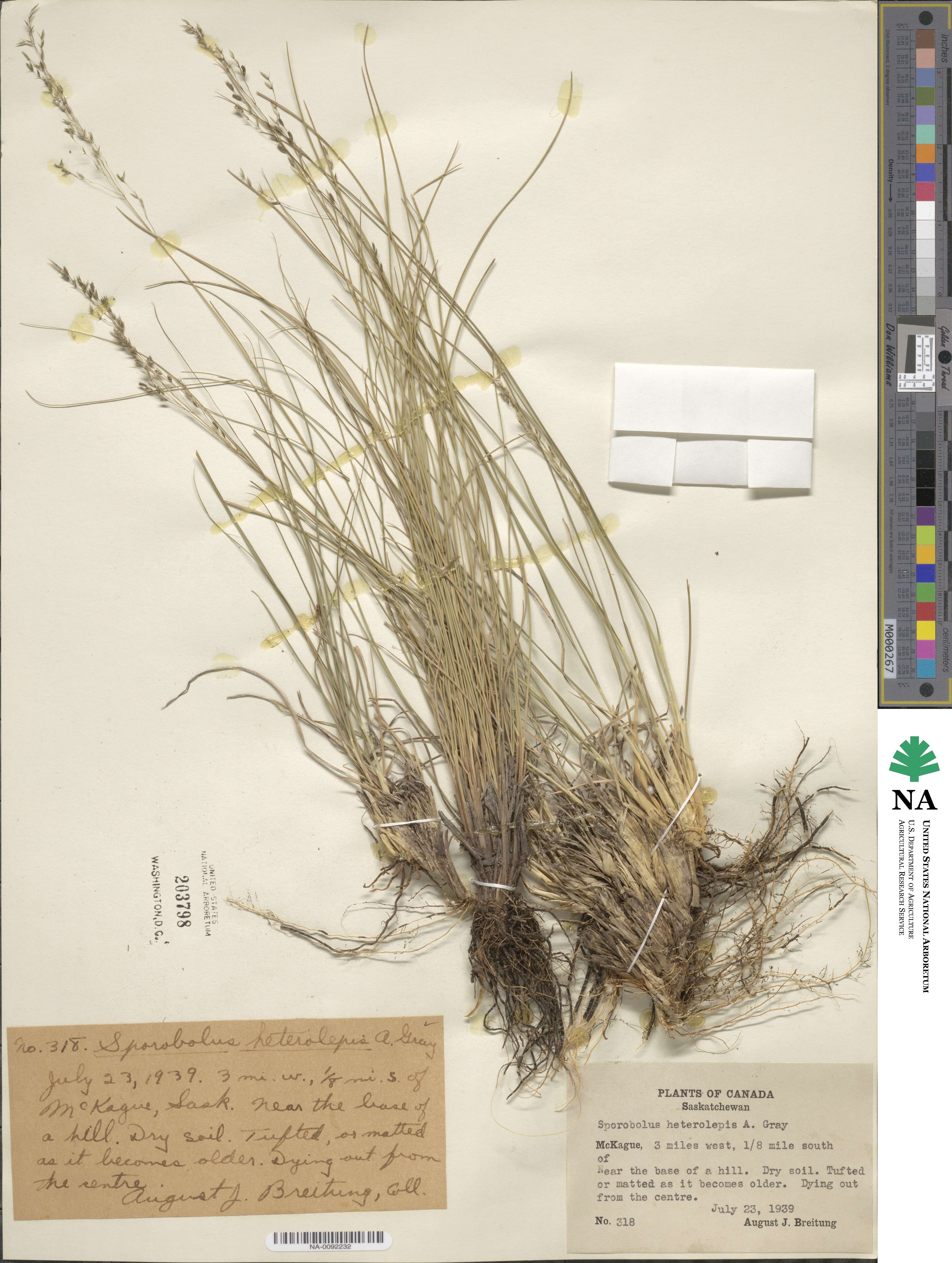 Sporobolus heterolepis image