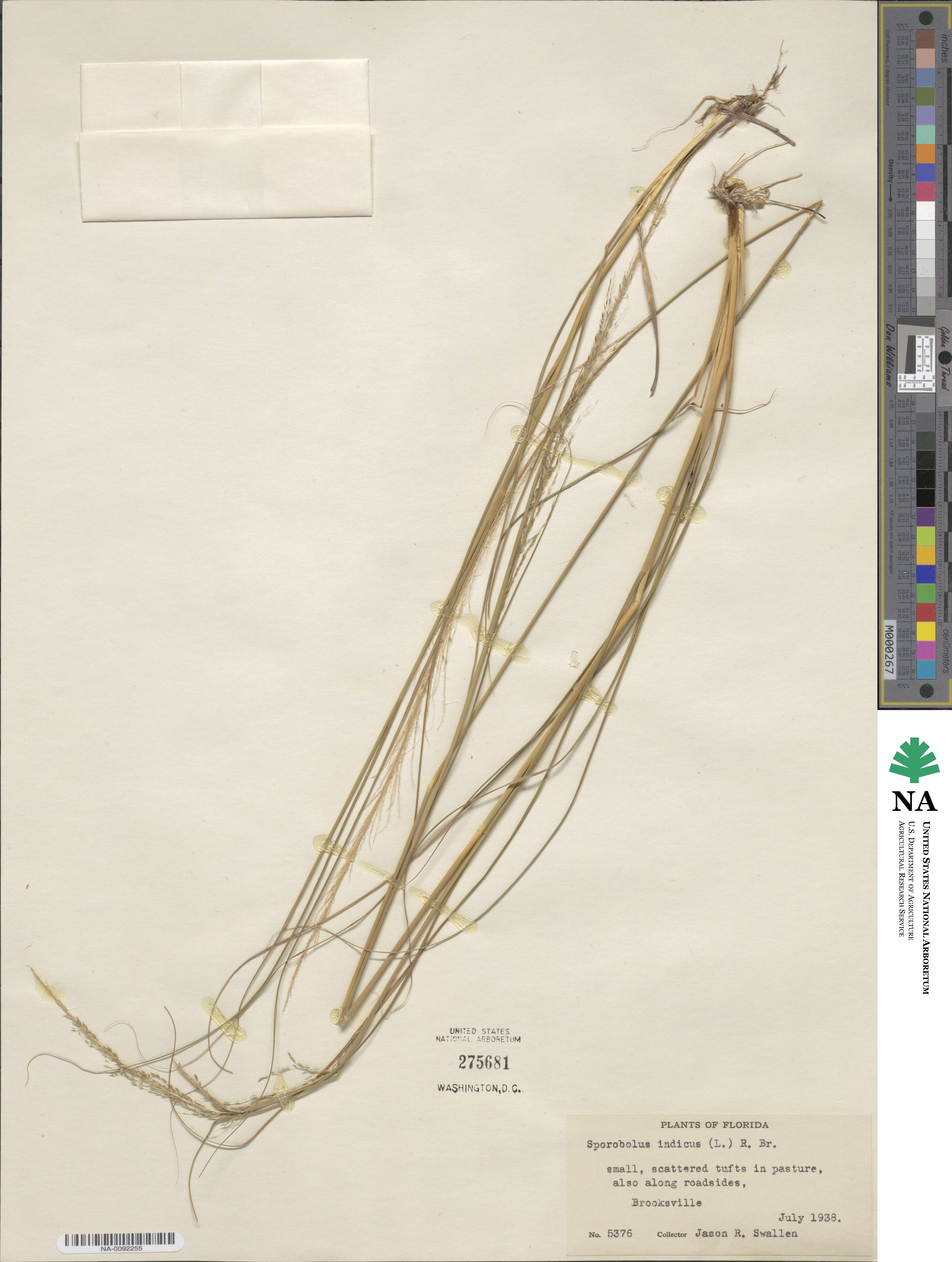 Sporobolus indicus image