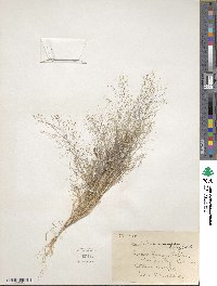 Muhlenbergia minutissima image