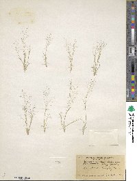 Muhlenbergia minutissima image