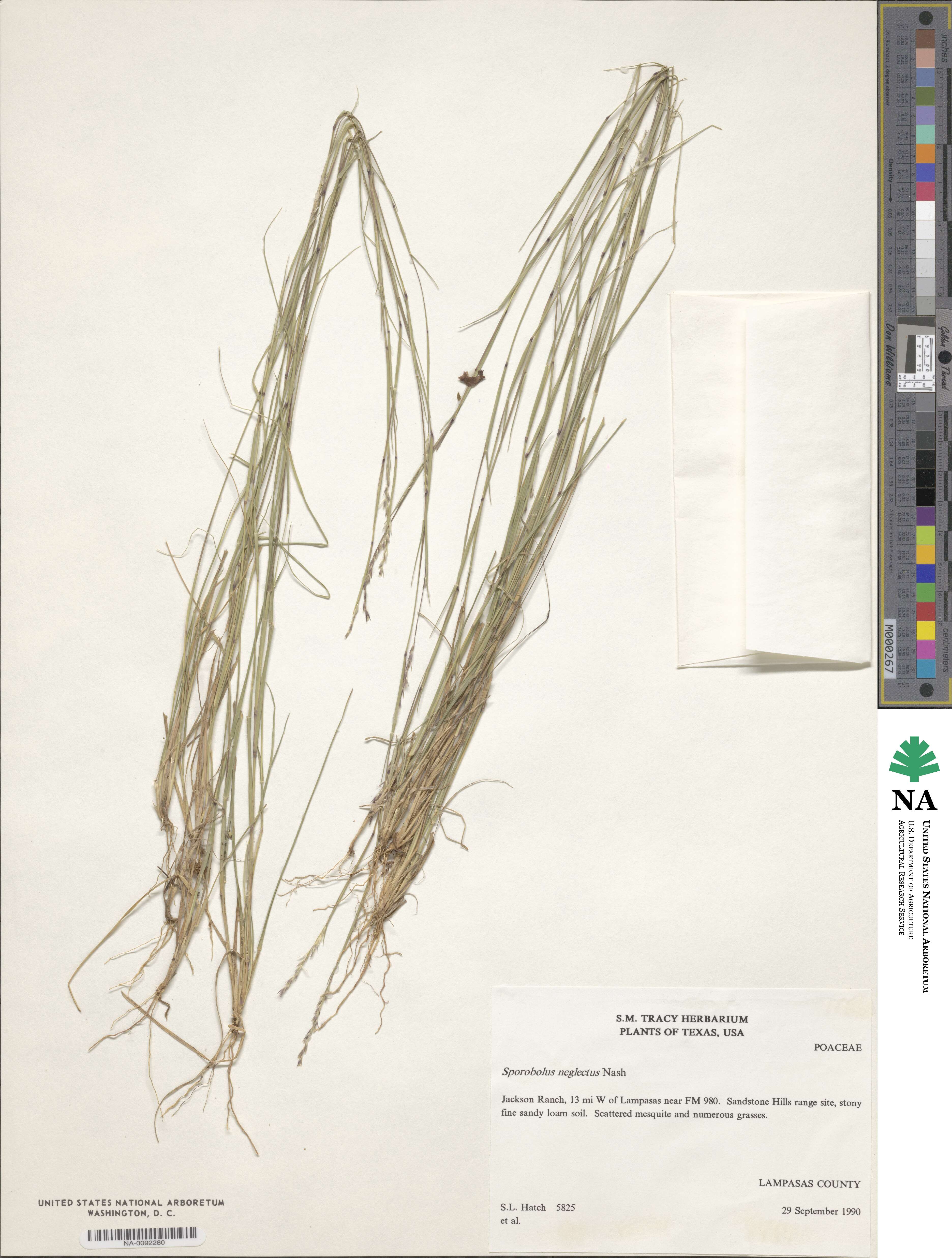 Sporobolus neglectus image
