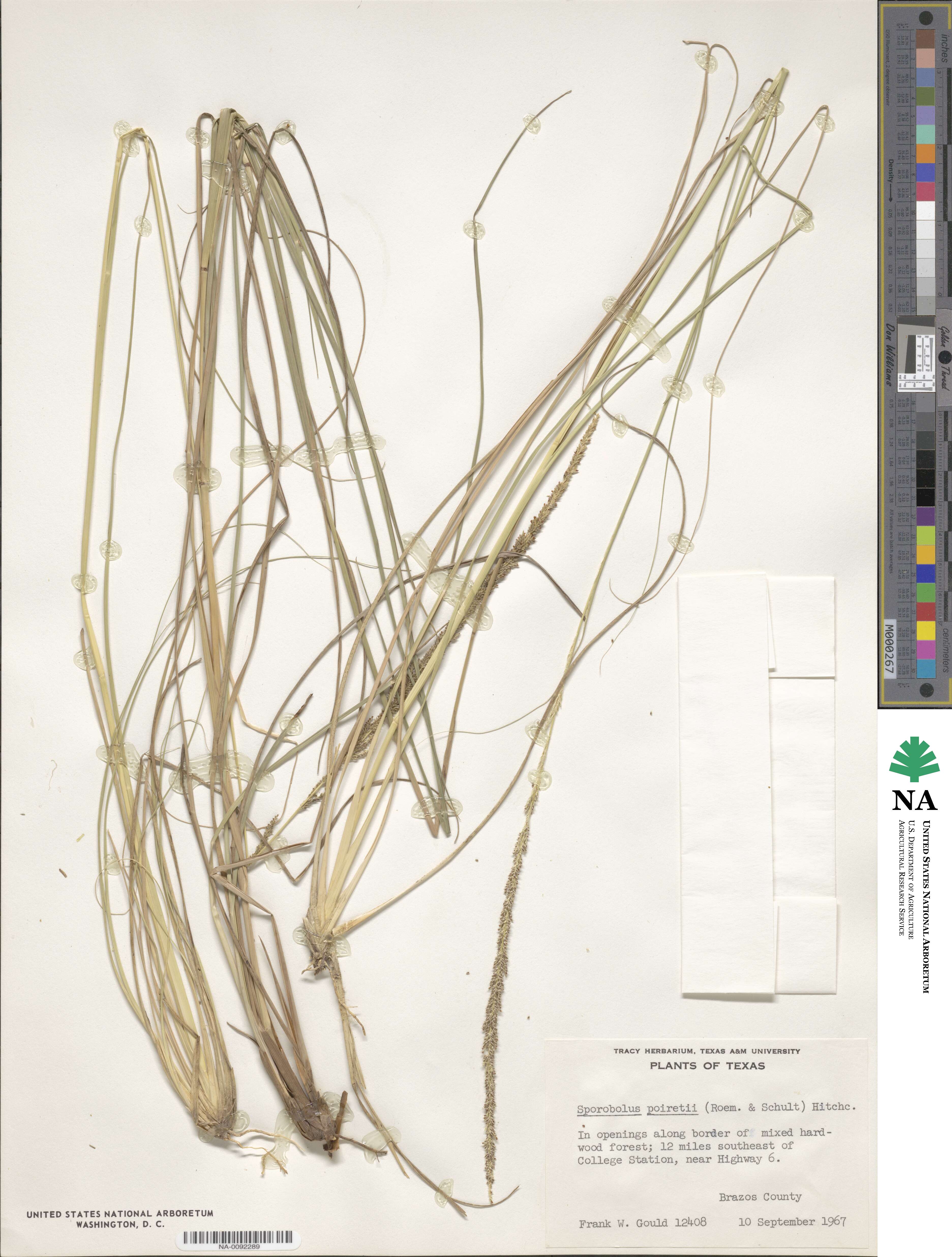 Sporobolus junceus image