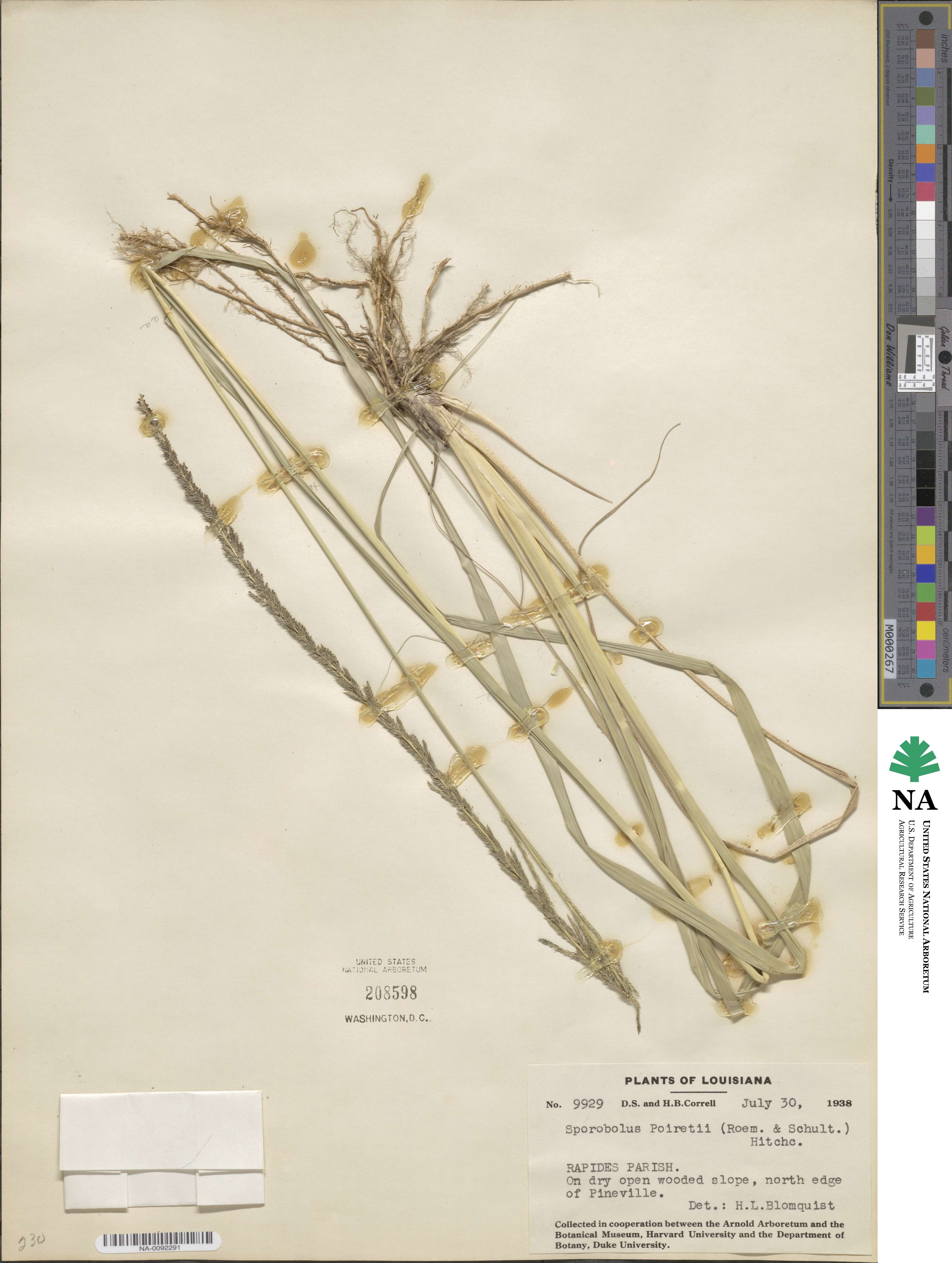 Sporobolus junceus image