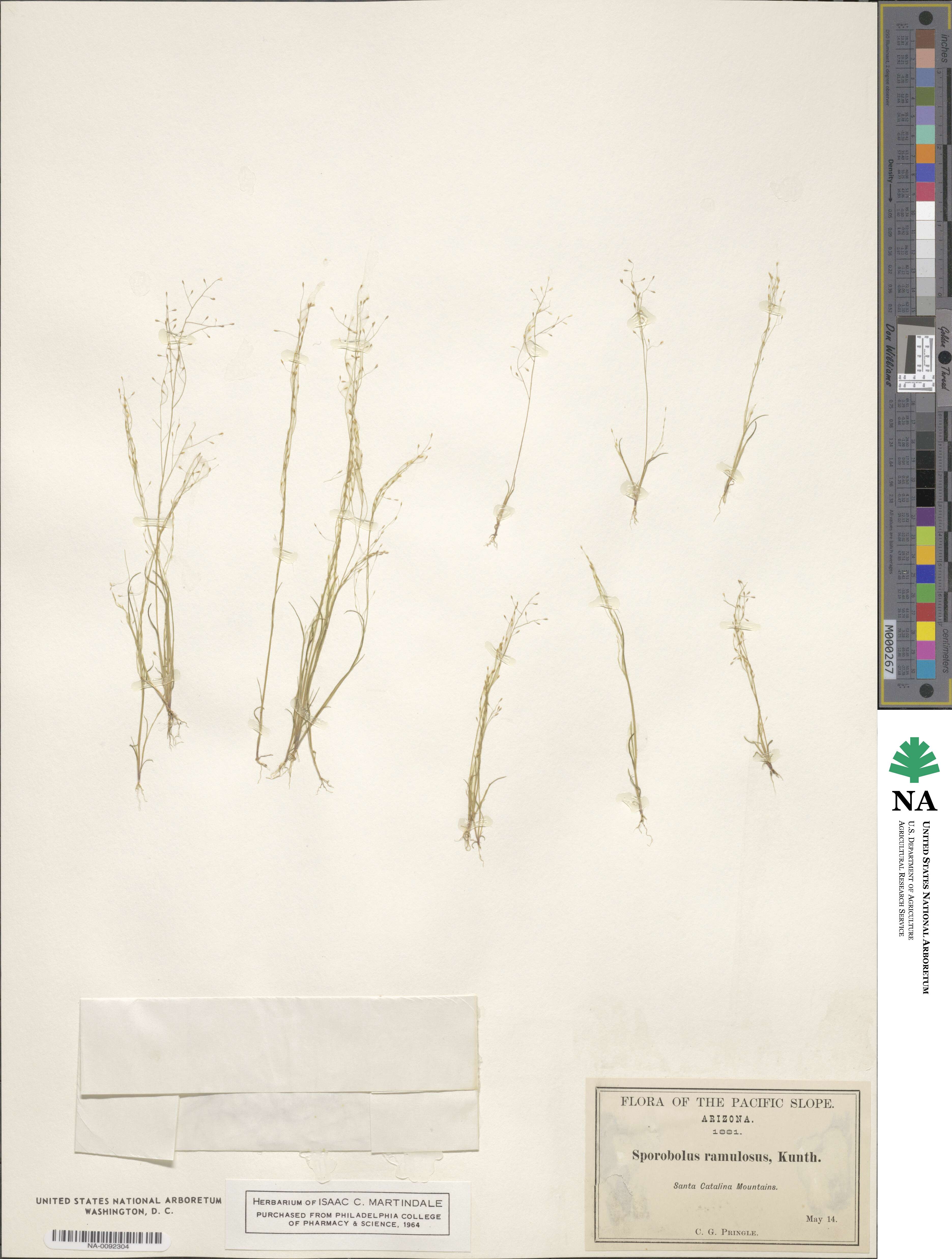 Muhlenbergia ramulosa image